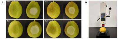 Early bruising detection of ‘Korla’ pears by low-cost visible-LED structured-illumination reflectance imaging and feature-based classification models